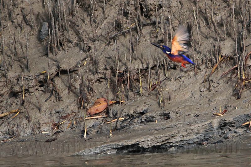 _MG_8849 Azure Kingfisher.jpg