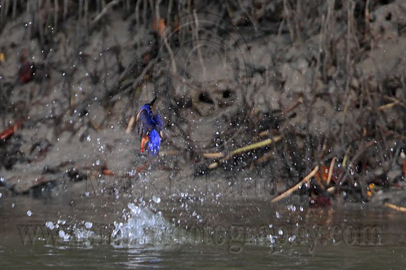 _MG_8871 Azure Kingfisher.jpg