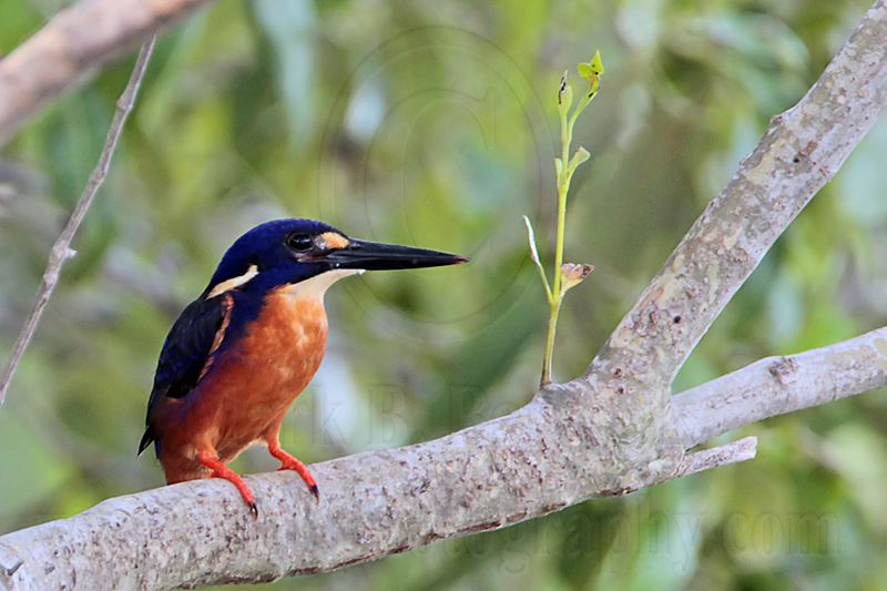 _MG_9384 Azure Kingfisher.jpg