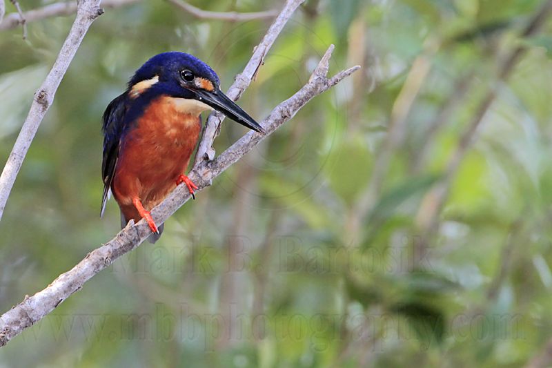 _MG_9522 Azure Kingfisher.jpg