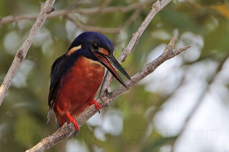 _MG_9588 Azure Kingfisher.jpg