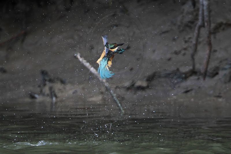 _MG_8900 Sacred Kingfisher.jpg