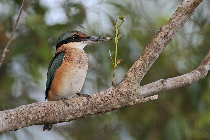 _MG_9845 Sacred Kingfisher.jpg