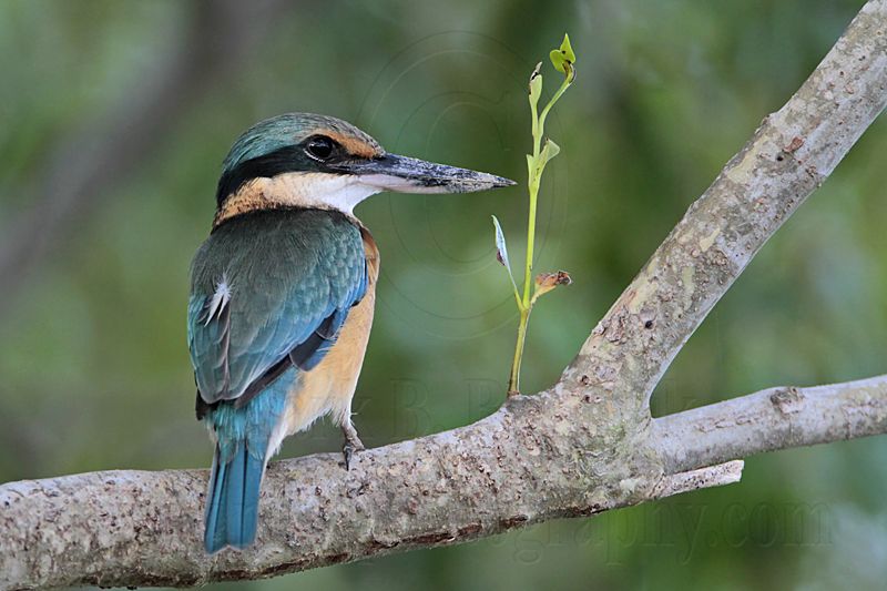 _MG_9942 Sacred Kingfisher.jpg