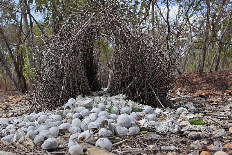 _MG_1705 Great Bowerbird - bower.jpg