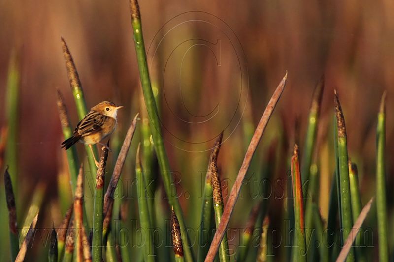 _MG_7631 Golden-headed Cisticola.jpg