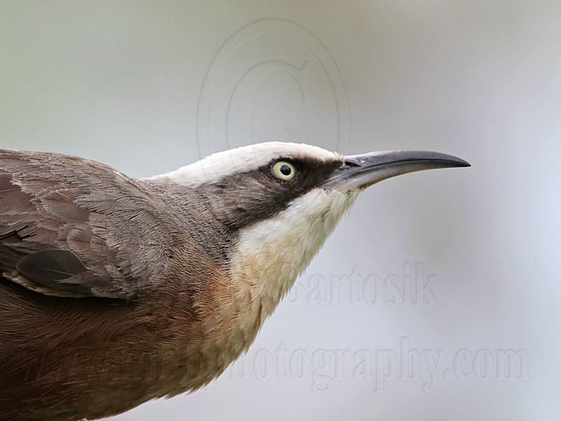 _MG_8181 Grey-crowned Babbler.jpg