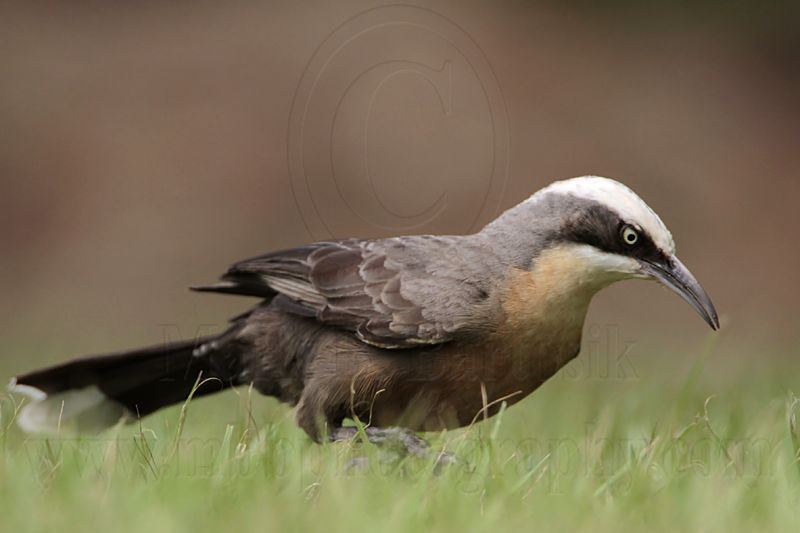 _MG_8346 Grey-crowned Babbler.jpg