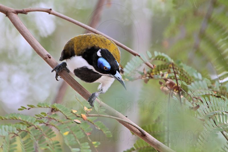 _MG_0743 Blue-faced Honeyeater.jpg