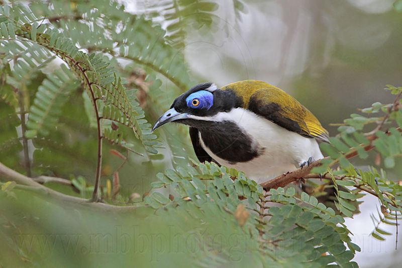 _MG_0757 Blue-faced Honeyeater.jpg
