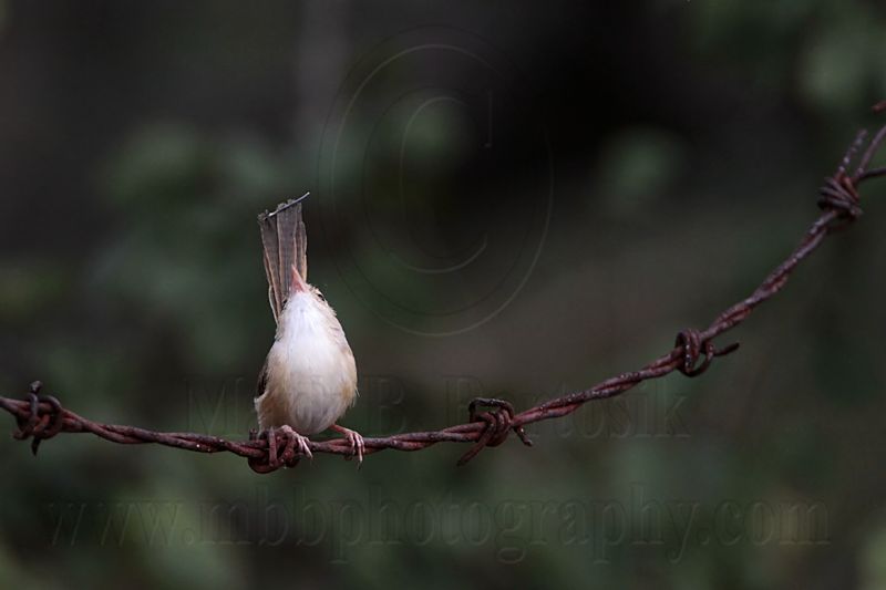 _MG_1021 Red-backed Fairy-wren.jpg