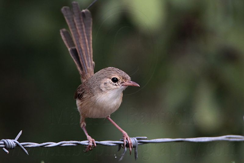 _MG_1087 Red-backed Fairy-wren.jpg