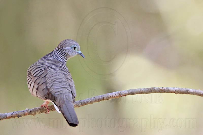_MG_2062 Peaceful Dove.jpg