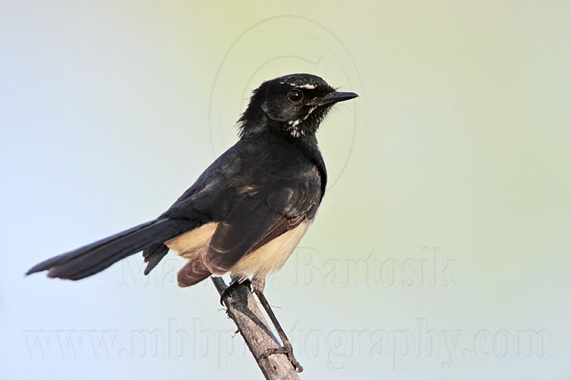 _MG_1253 Willie Wagtail.jpg