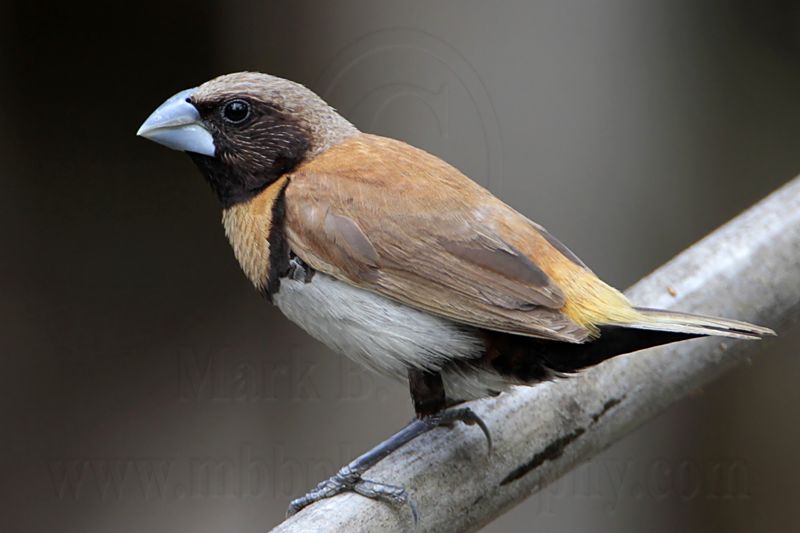 _MG_9186 Chestnut-breasted Mannikin.jpg
