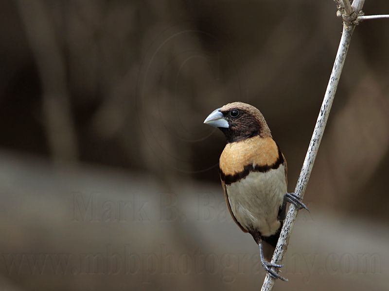 _MG_9247 Chestnut-breasted Mannikin.jpg