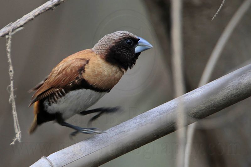 _MG_9310 Chestnut-breasted Mannikin.jpg