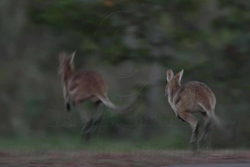_MG_2063 Wallaby.jpg