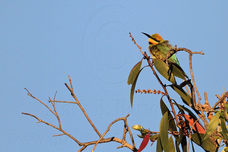 _MG_2247 Rainbow Bee-eater.jpg