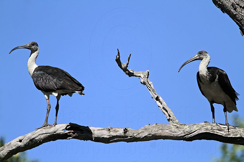 _MG_4588 Straw-necked Ibis.jpg