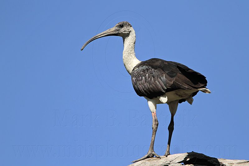 _MG_4621 Straw-necked Ibis.jpg