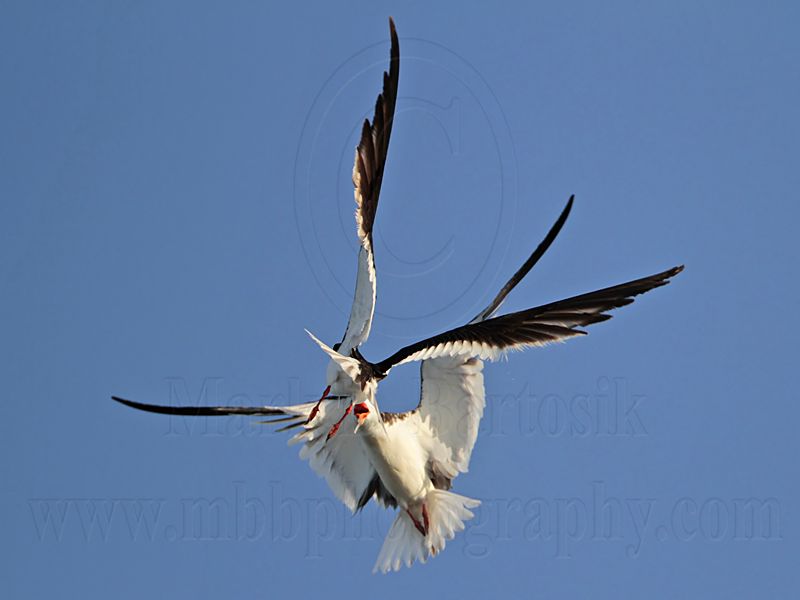 _MG_3183 Black Skimmer.jpg