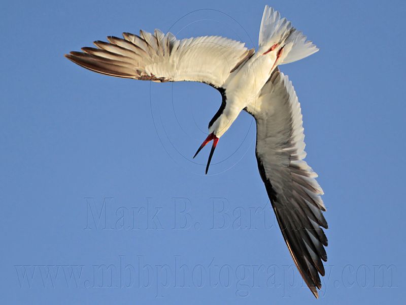 _MG_3192 Black Skimmer.jpg