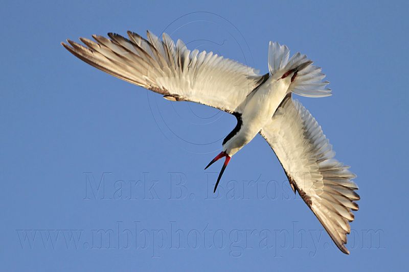 _MG_3193 Black Skimmer.jpg