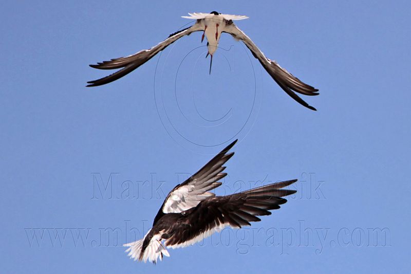 _MG_4394 Black Skimmer.jpg