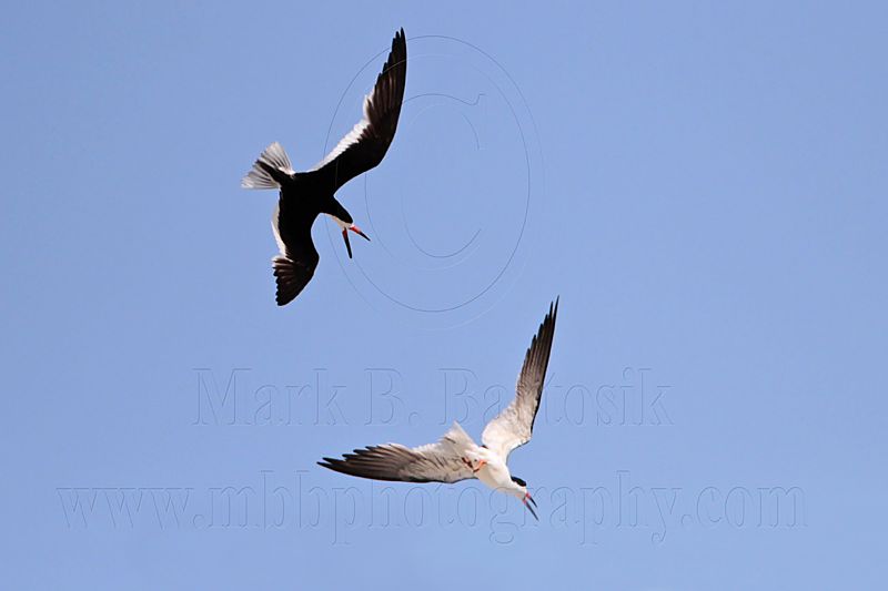 _MG_4409 Black Skimmer.jpg