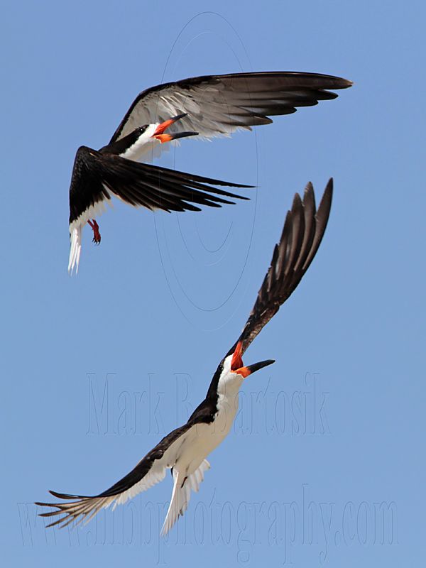 _MG_4581 Black Skimmer.jpg