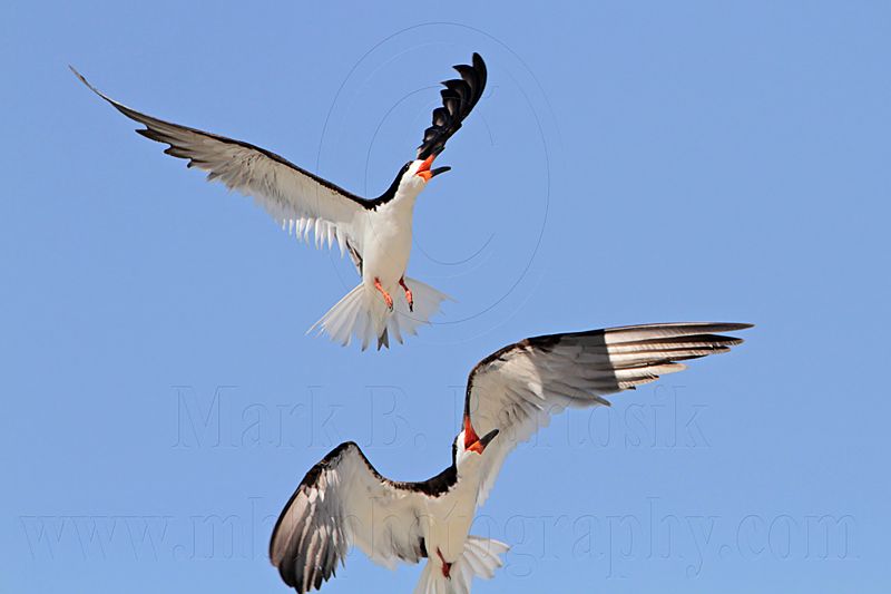_MG_4583 Black Skimmer.jpg