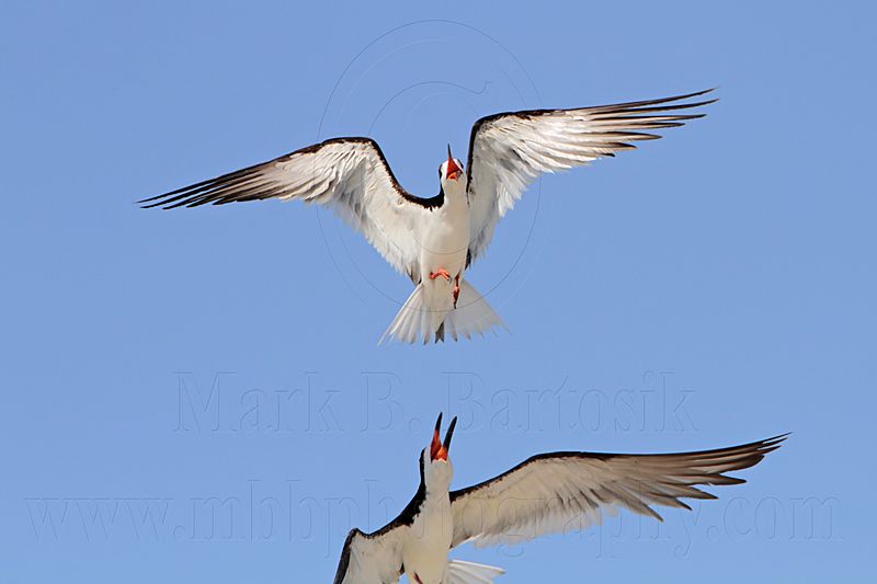_MG_4584 Black Skimmer.jpg
