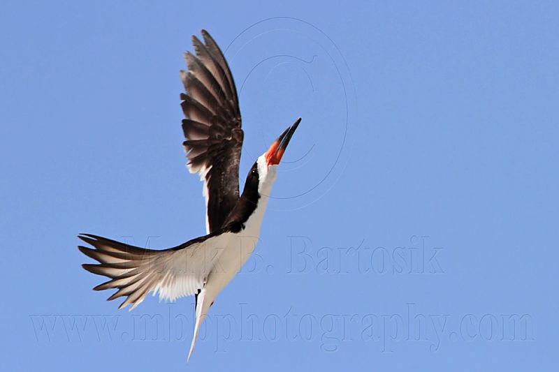 _MG_4739 Black Skimmer.jpg