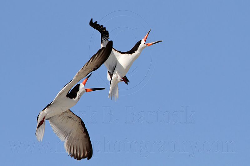 _MG_4762 Black Skimmer.jpg