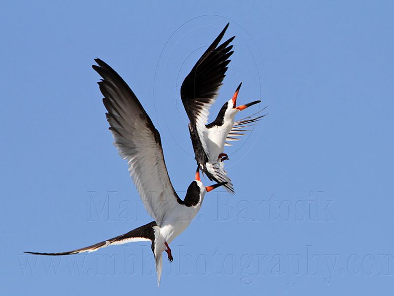 _MG_4763 Black Skimmer.jpg
