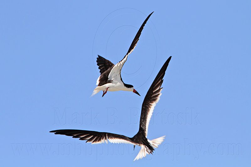 _MG_4767 Black Skimmer.jpg