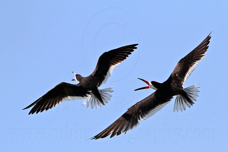 _MG_4800 Black Skimmer.jpg