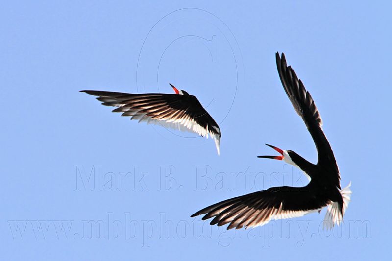 _MG_4802 Black Skimmer.jpg