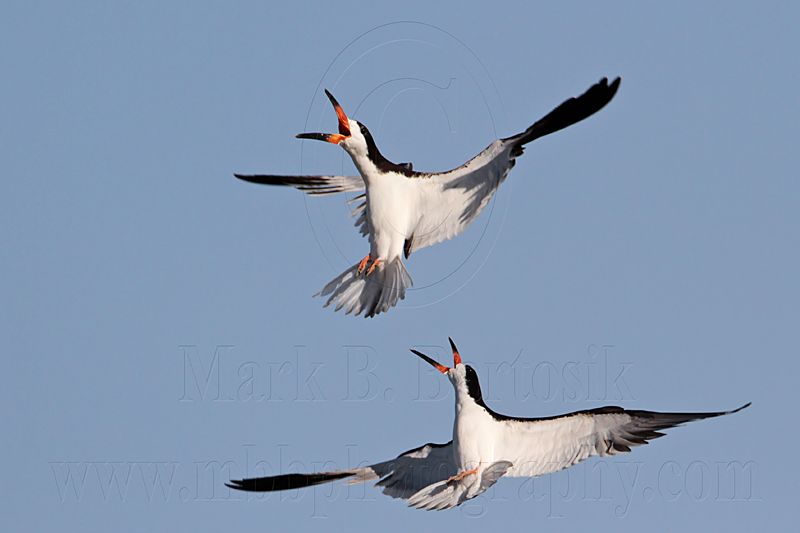 _MG_5522 Black Skimmer.jpg