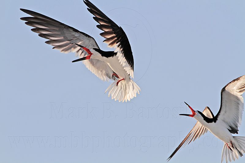 _MG_5871 Black Skimmer.jpg