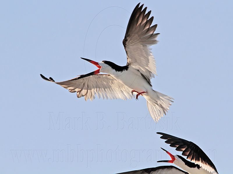 _MG_5872 Black Skimmer.jpg