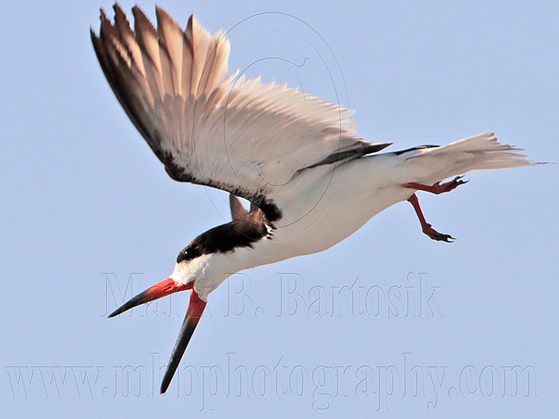 _MG_5875 Black Skimmer.jpg
