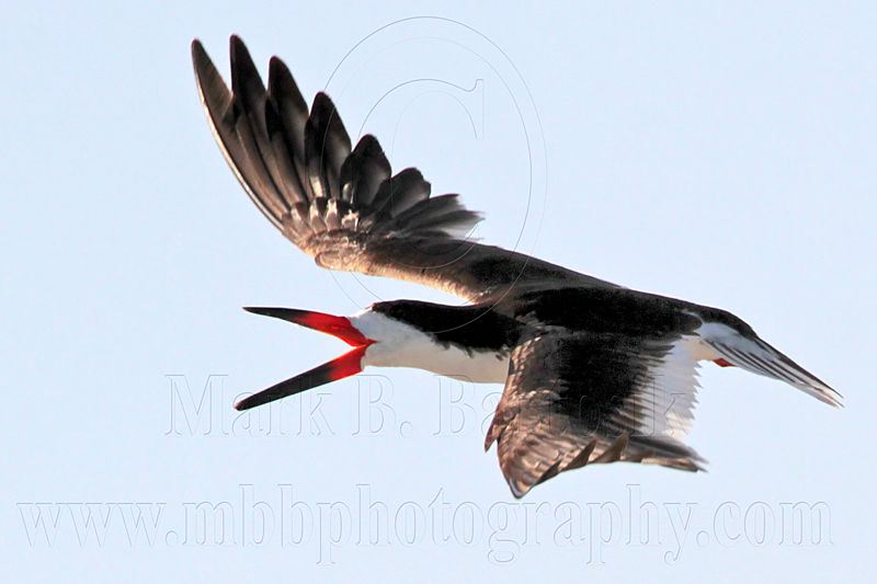 _MG_5882 Black Skimmer.jpg