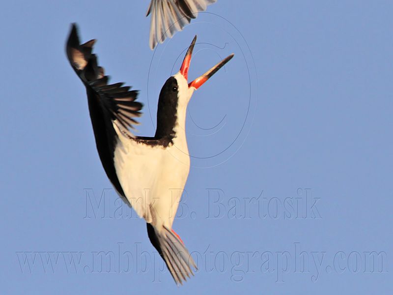 _MG_6477 Black Skimmer.jpg