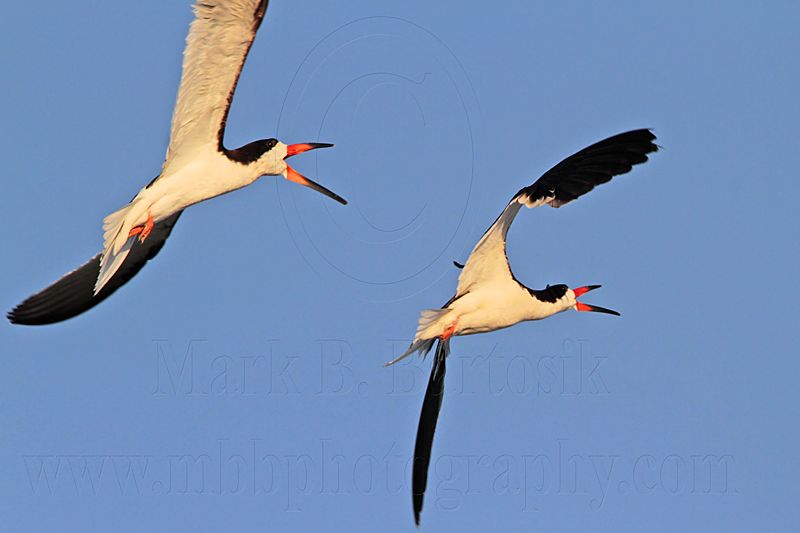 _MG_6545 Black Skimmer.jpg