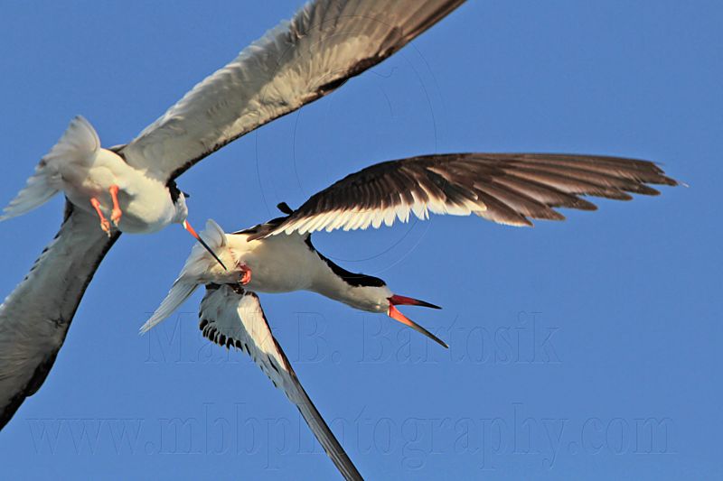 _MG_6562 Black Skimmer.jpg