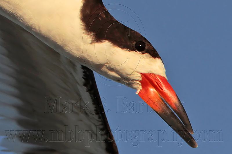 _MG_6576crop Black Skimmer.jpg