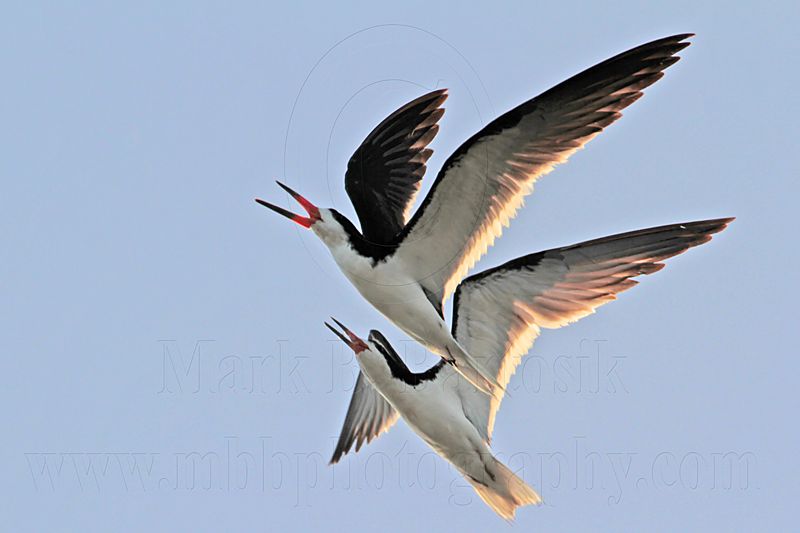 _MG_6668 Black Skimmer.jpg