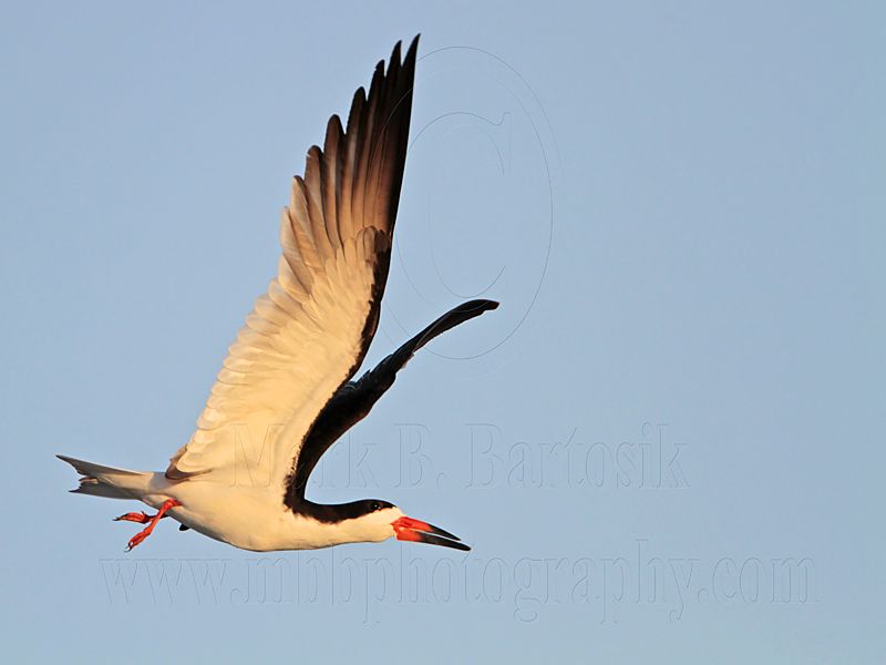 _MG_7033 Black Skimmer.jpg
